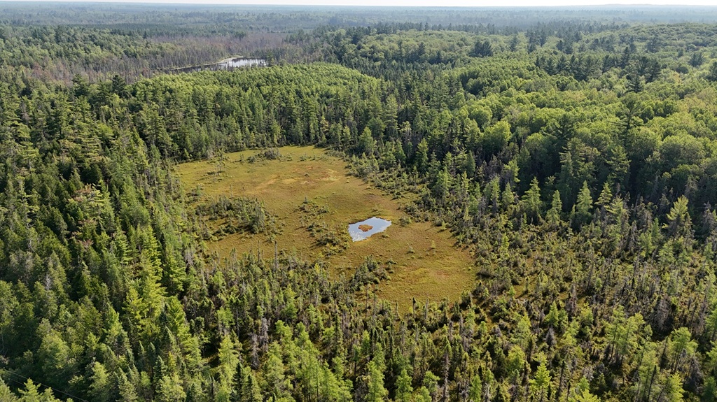 High aerial view of forest and wetlands